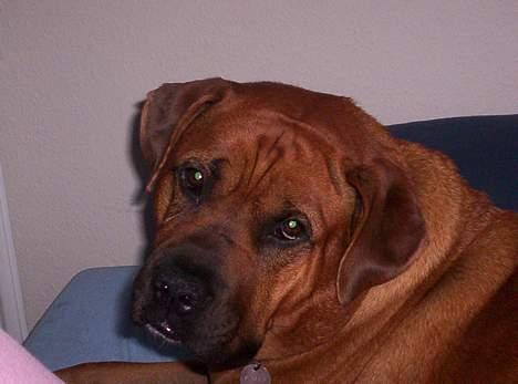 Blanding af racer Tyson - I mine velmagtsdage, da jeg var tyk... øvv billede 7