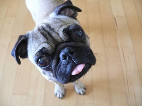 Mops skipper billede 1