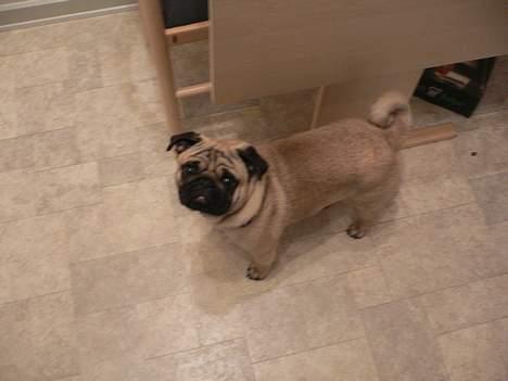 Mops charlie - er der ikke snart mad billede 1