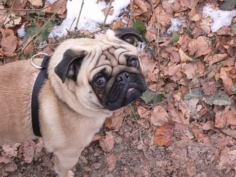 Mops charlie - hvad skal vi nu!!! billede 2