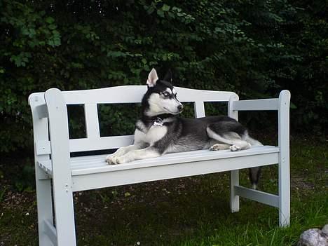 Siberian husky Buffy billede 19