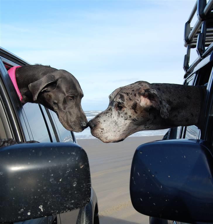 Grand danois BLUE TEMPTATION'S HOPE - Mig og min dejlige kæreste Thor på Beach Tour 2008 billede 10