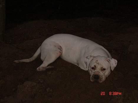 Amerikansk bulldog Nala (Kerteminde) - Der findes intet bedre end en kold grus bunken billede 11