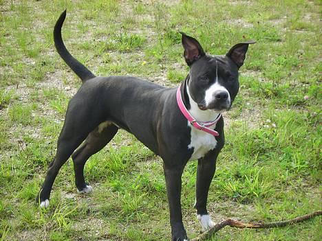 Amerikansk staffordshire terrier - Chili - Hej jeg er Chili... billede 1