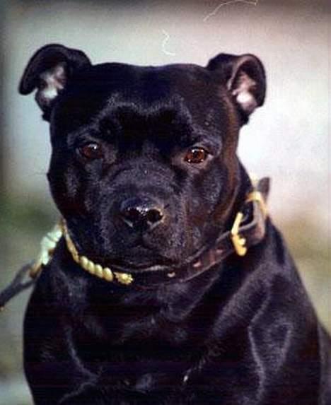 Staffordshire bull terrier Little Frogs - Min stamtik Such SV-98 Sunstaffs Que Sera Sera "Lisa" billede 5