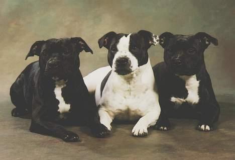 Staffordshire bull terrier Little Frogs - Foto Happy Dogs   Eijvor, Astrid, Maijken billede 6