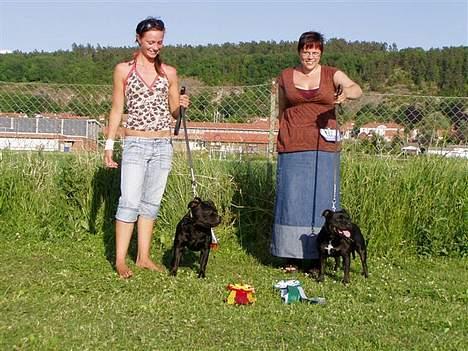 Staffordshire bull terrier Little Frogs - Rasspecialen -06 i Gränna Barbro blev BIM (Bis 2) billede 7