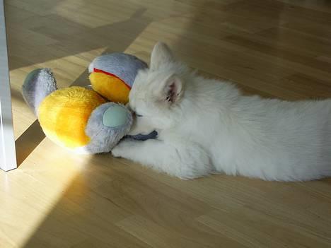 Hvid Schweizisk Hyrdehund Tinke - 11-02-2006 billede 17