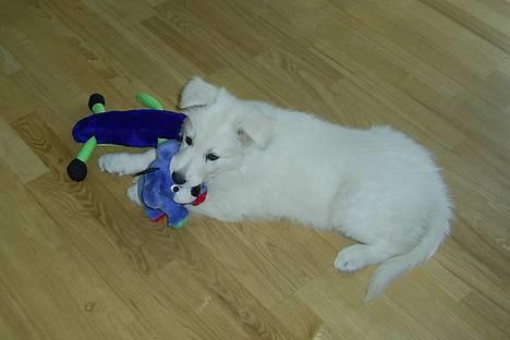 Hvid Schweizisk Hyrdehund Tinke - 09-02-2006 billede 18