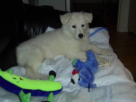 Hvid Schweizisk Hyrdehund Tinke - 08-02-2006 billede 19