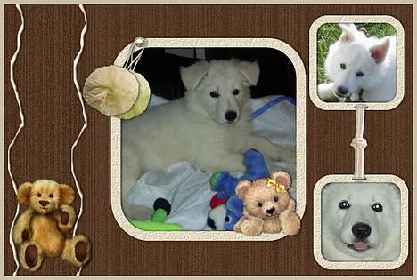 Hvid Schweizisk Hyrdehund Tinke billede 20