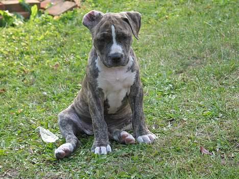 Amerikansk staffordshire terrier  'Lotus' - Dumdidum.... billede 9