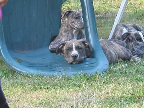 Amerikansk staffordshire terrier  'Lotus' - Så blev vi trætte Zzzzzzzzzzzz!!! billede 11