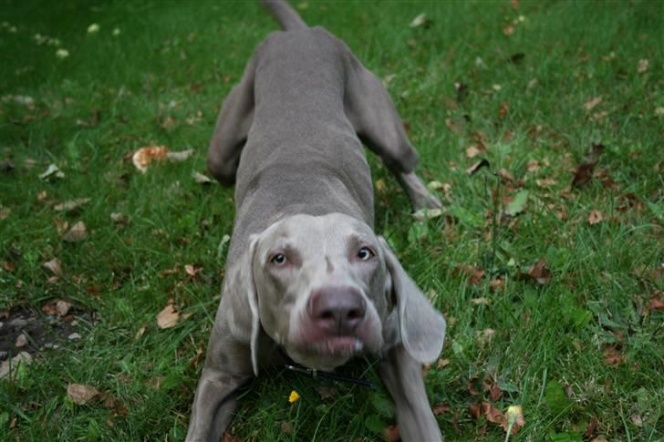 Weimaraner Merlin - Hmm...stræk-øvelser er godt! billede 10