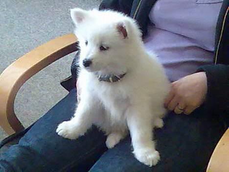 Samojedhund Lady. R.i.p 24.11.14 billede 1