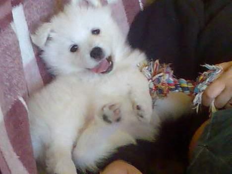 Samojedhund Lady. R.i.p 24.11.14 billede 2