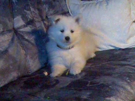 Samojedhund Lady. R.i.p 24.11.14 billede 3