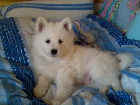 Samojedhund Lady. R.i.p 24.11.14 billede 4