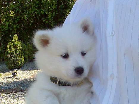 Samojedhund Lady. R.i.p 24.11.14 billede 5