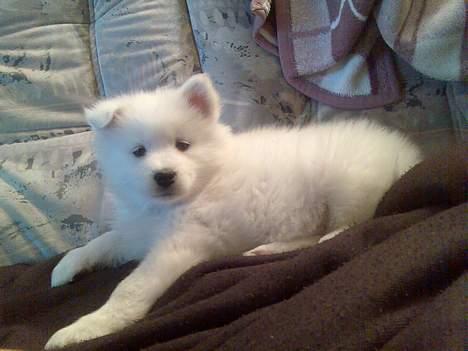 Samojedhund Lady. R.i.p 24.11.14 billede 6