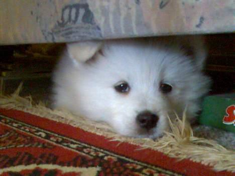 Samojedhund Lady. R.i.p 24.11.14 billede 7