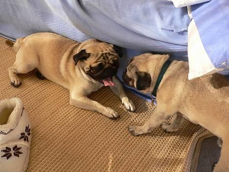 Mops skipper - Du har lidt dårlig ånde charlie billede 2