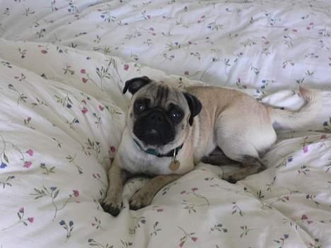 Mops skipper - Her ligger jeg lige billede 3