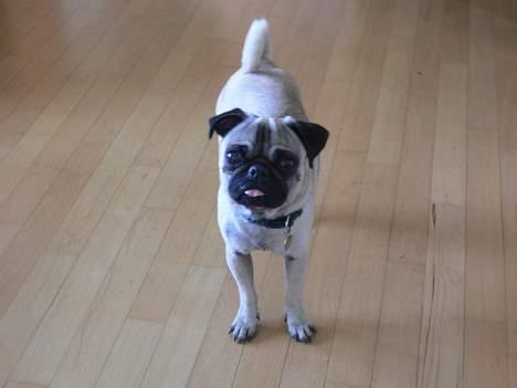 Mops skipper billede 4