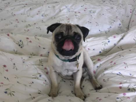 Mops skipper billede 5