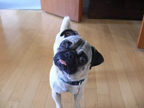 Mops skipper - Sage du at vi skulle ud og tisse billede 6