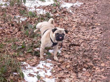 Mops charlie - Dejligt at være i skoven billede 3
