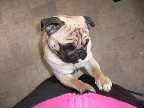 Mops charlie - Må jeg ikke nok komme op til dig billede 4