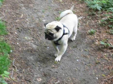 Mops charlie billede 5