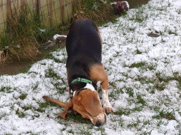 Beagle *  Princess Leika  * RIP - Leika har fødselsdag - Hurra hurra hurra - 2 år gammel 24-3-2008 billede 18