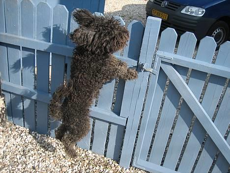 Toypuddel Buller - Ja, hoppe elsker at hoppe (: billede 1