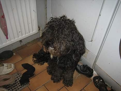 Toypuddel Buller - Er lidt gernert og ikke helt vild med at få taget billeder, billede 2