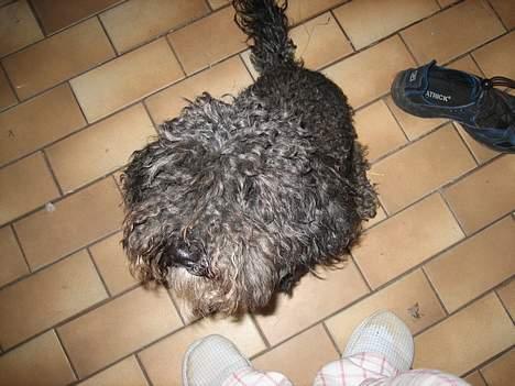 Toypuddel Buller - lille mig ,  billede 3