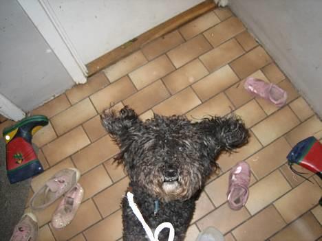 Toypuddel Buller - ok, skal nok kigge men kun 1 gang ! billede 4