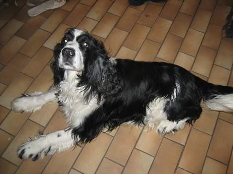 Engelsk springer spaniel Láttie - Jeg er bare så sød . (: billede 1