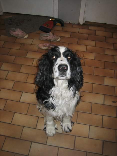 Engelsk springer spaniel Láttie - elsker at få taget billeder (: billede 2