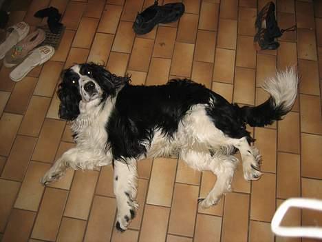 Engelsk springer spaniel Láttie - Jeg er bare så dejlig (: billede 3