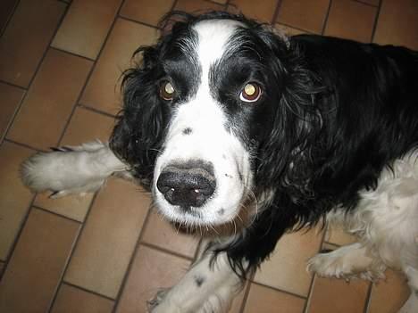 Engelsk springer spaniel Láttie - sød lille mig dog (: billede 4