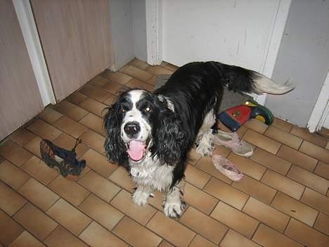 Engelsk springer spaniel Láttie billede 5