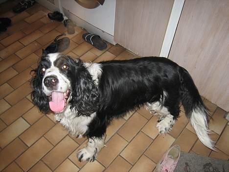 Engelsk springer spaniel Láttie billede 6