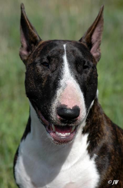 Bullterrier                     Jazzy - Den 19. Maj 2007 billede 32