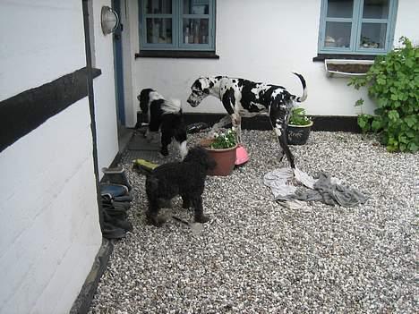 Toypuddel Buller - mig og mine 2 bedste venner (: billede 6