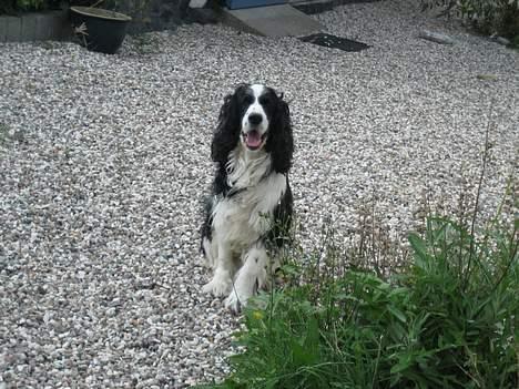 Engelsk springer spaniel Láttie billede 7