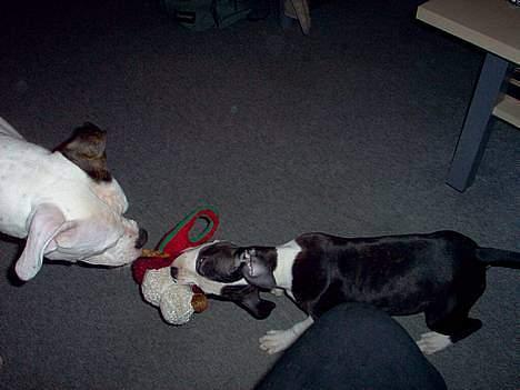 Amerikansk staffordshire terrier Nala (aflivet i 2007) - Nala pigen og hendes  bedste veninde Mini billede 3