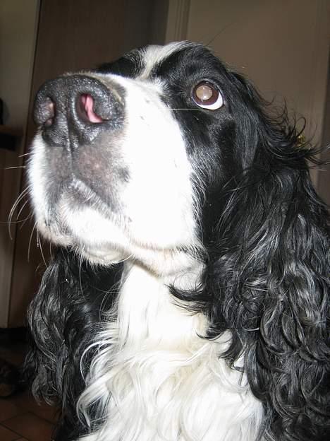 Engelsk springer spaniel Láttie billede 8