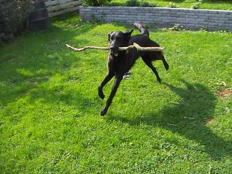 Blanding af racer Molly |aflivet|  <'3 billede 1